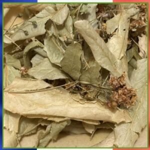 Tilleul de carpentras